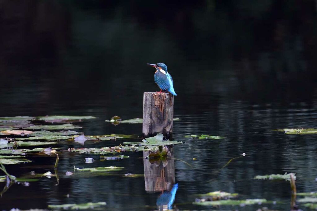 Kingfisher