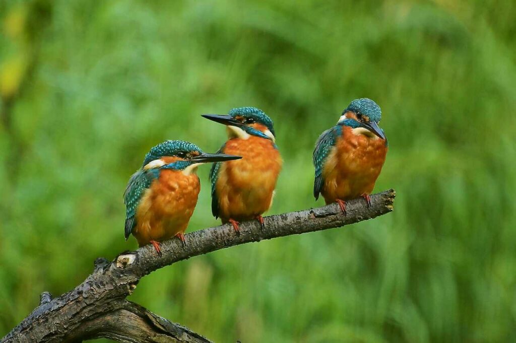 Kingfisher