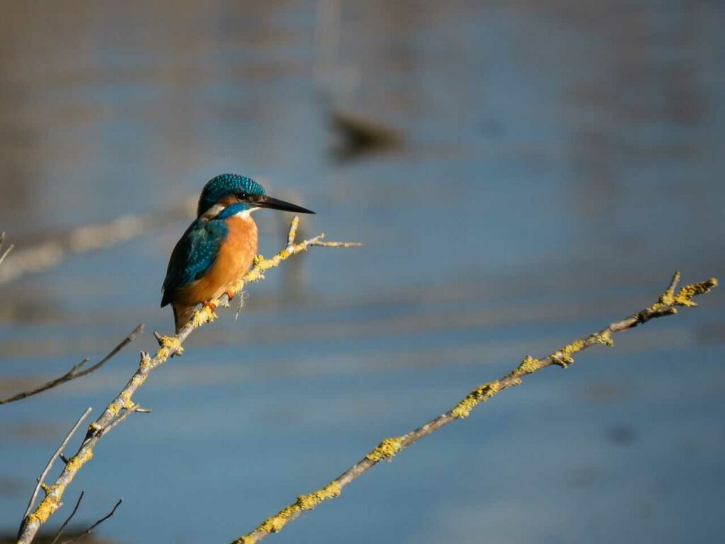 Kingfisher