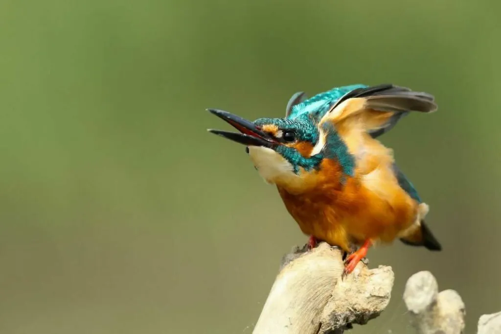 Kingfisher