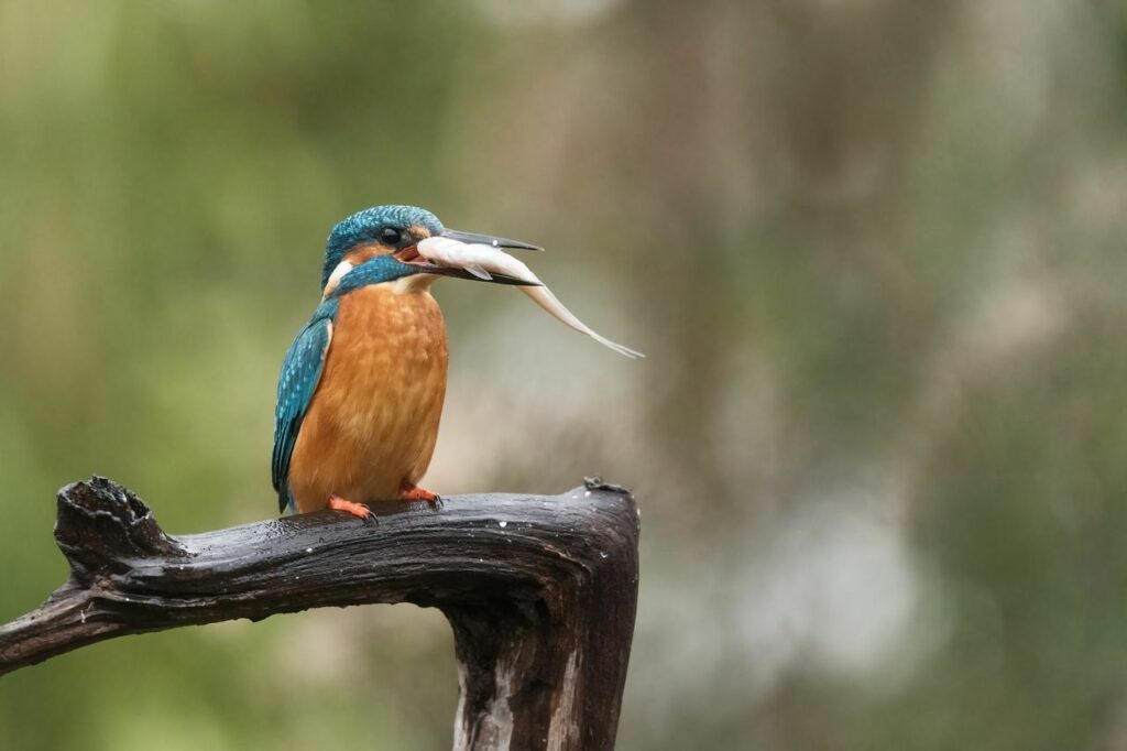 Kingfisher