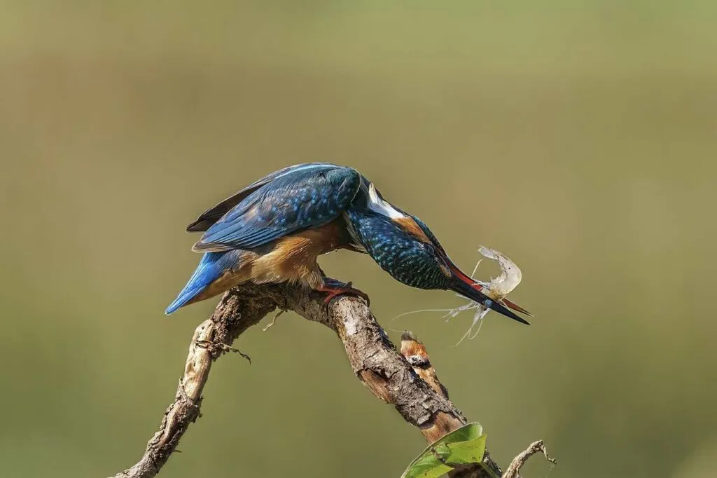 Kingfisher