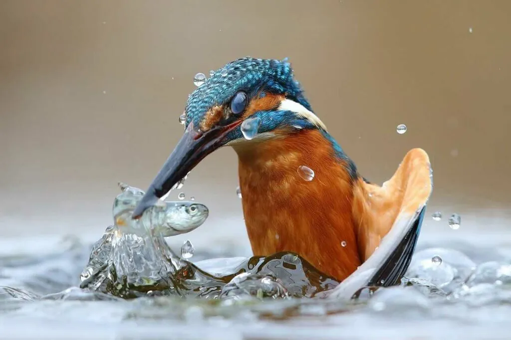 Kingfisher