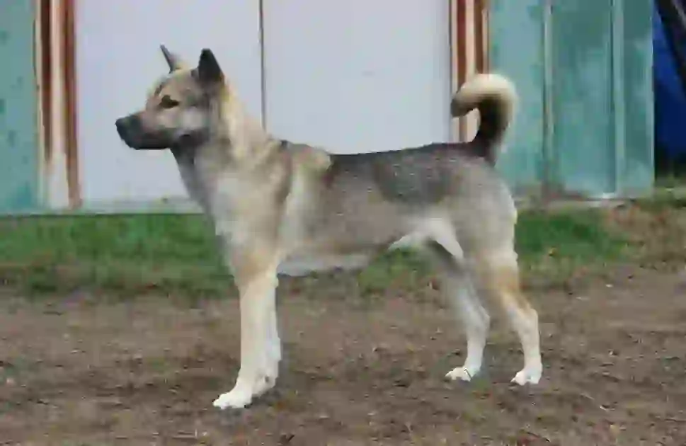 Kishu Dog