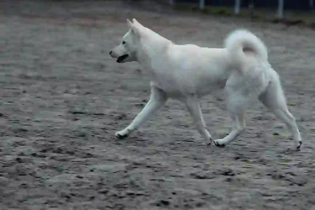 Kishu Dog