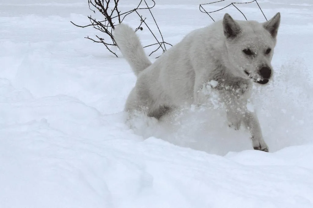 Kishu Dog