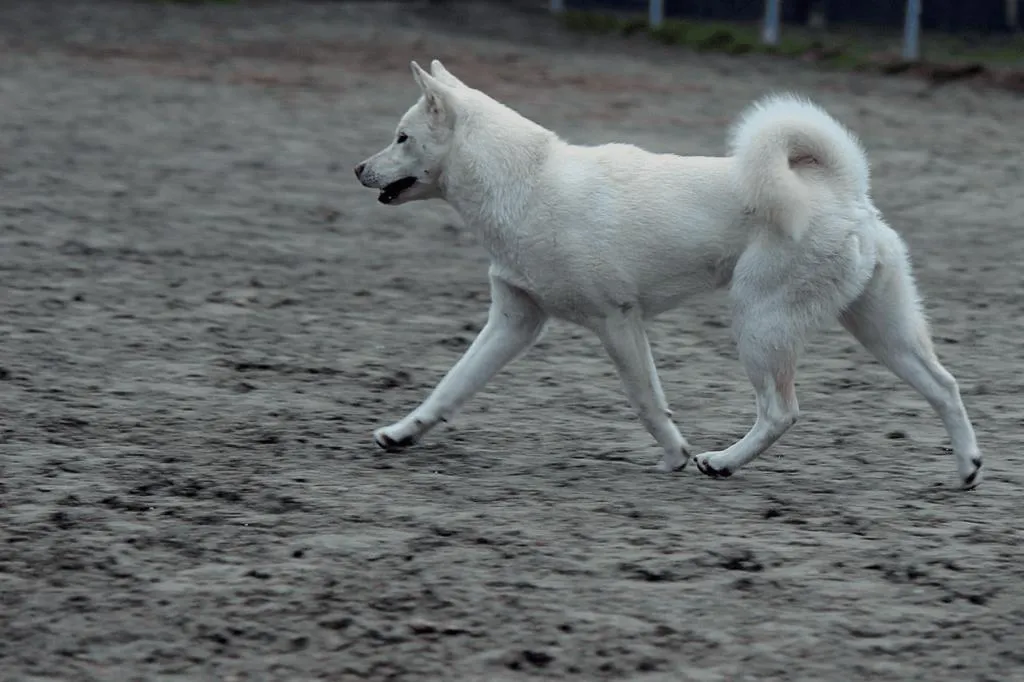 紀州犬（きしゅうけん）