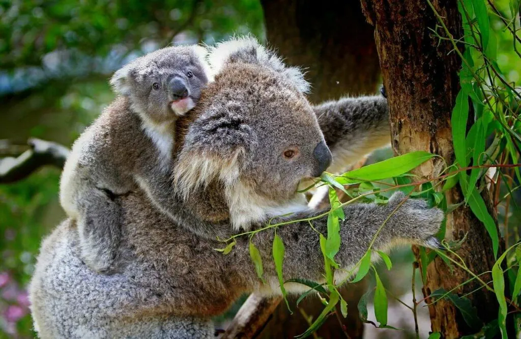 Koala