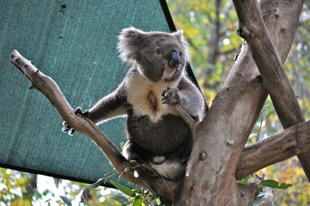 Koala