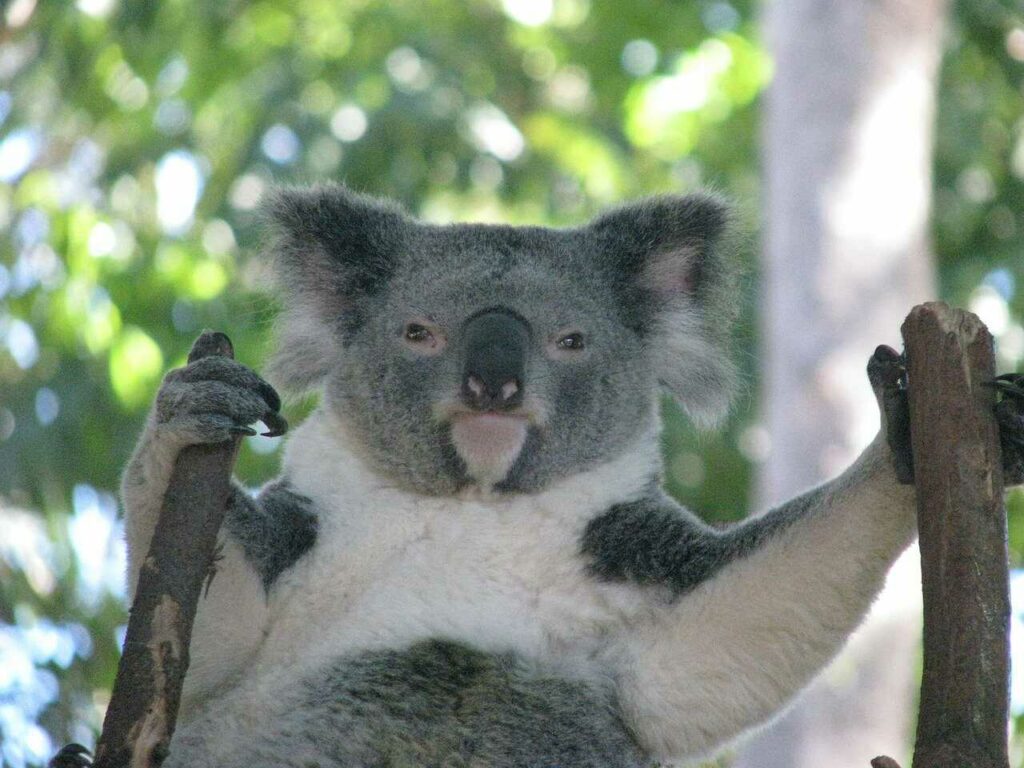 Koala