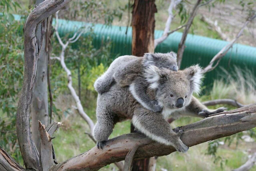 Koala