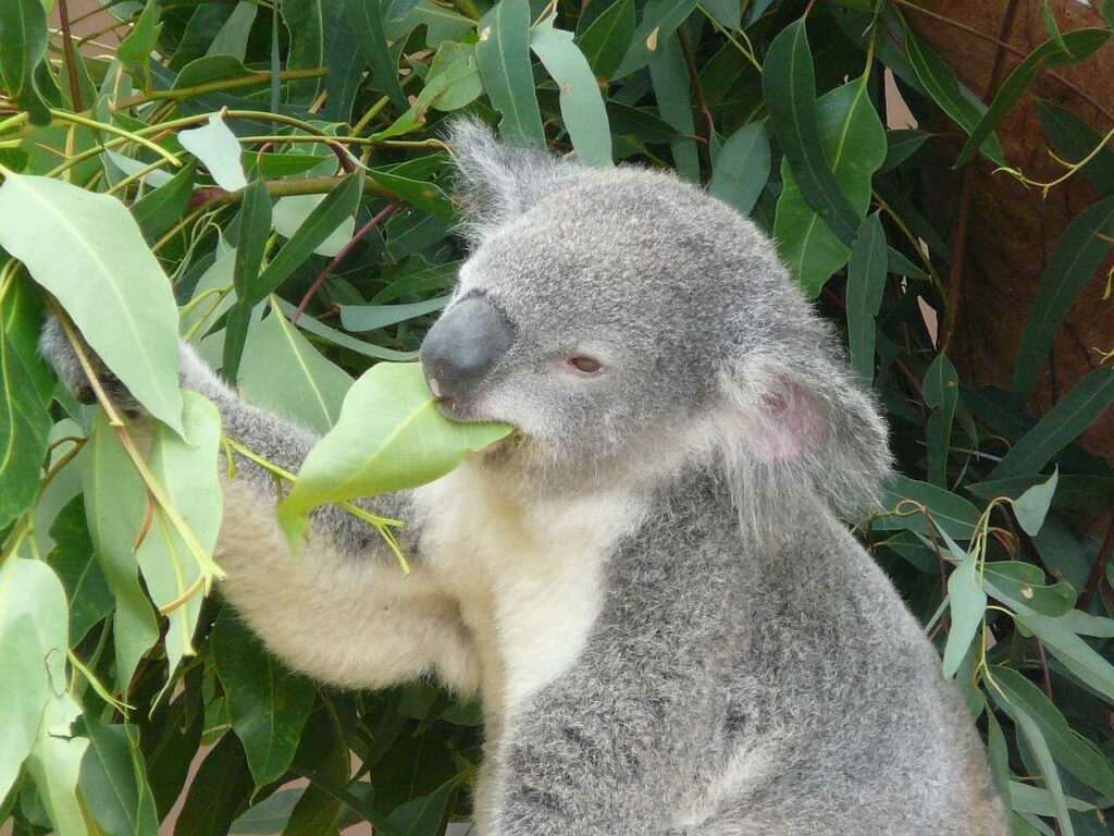 Koala