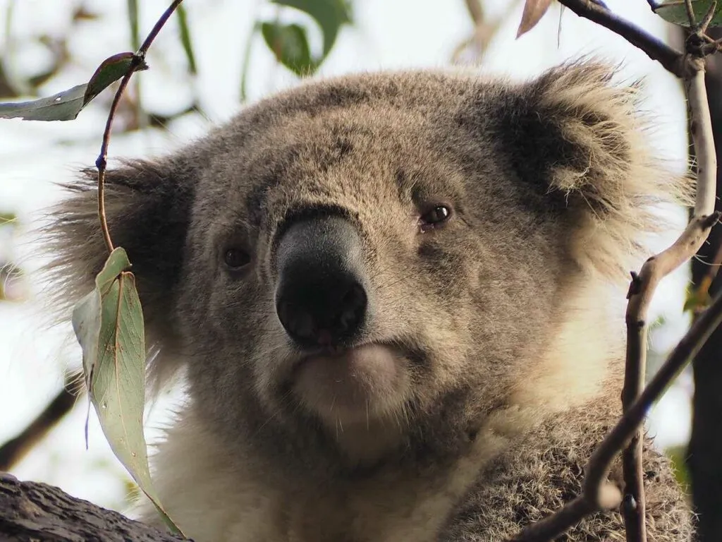 Koala