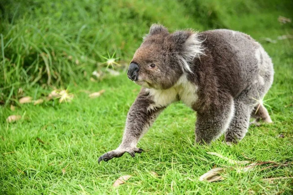 Koala