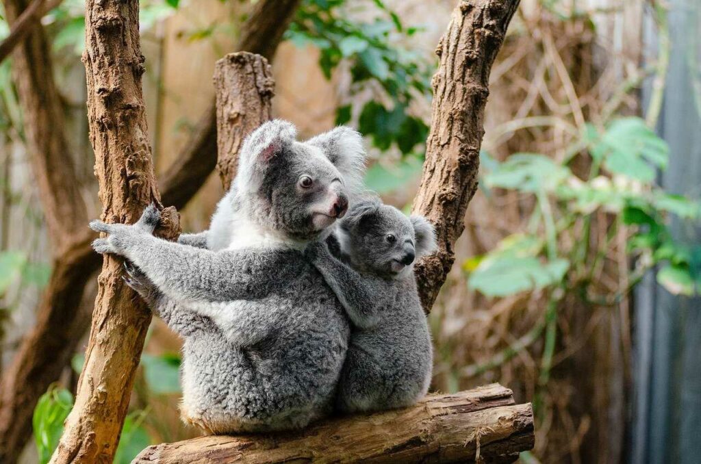 Koala