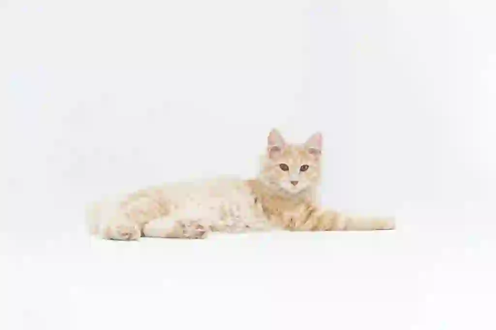 Kurilian Bobtail