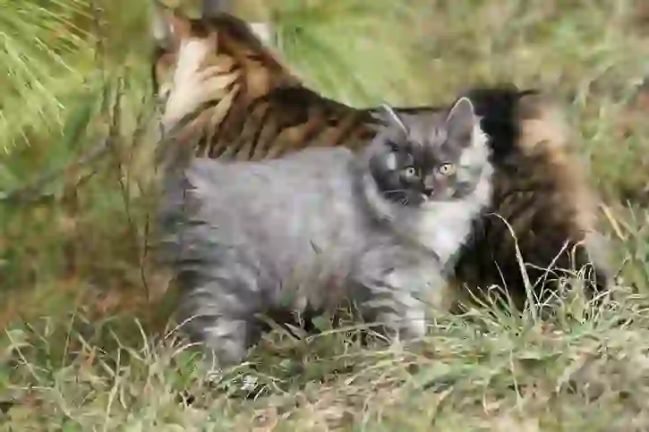 Kurilian Bobtail