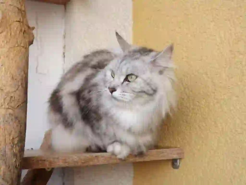 Kurilian Bobtail