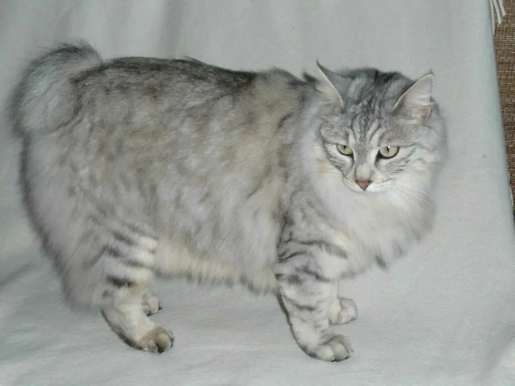 Kurilian Bobtail