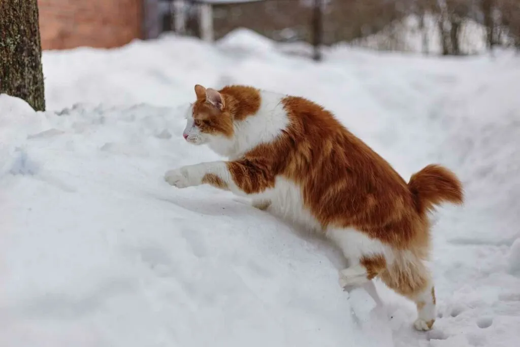 Kurilian Bobtail