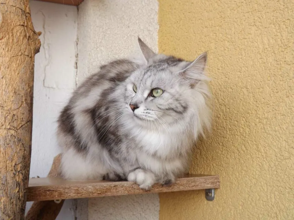 Kurilian Bobtail