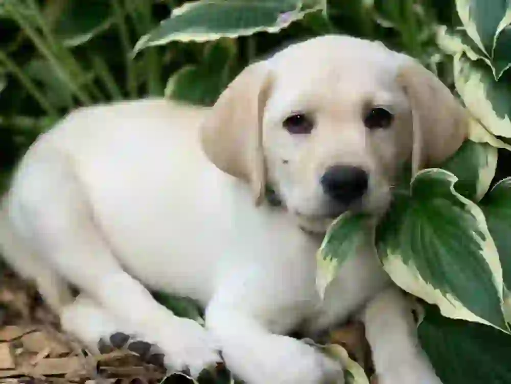 Labrador Retriever