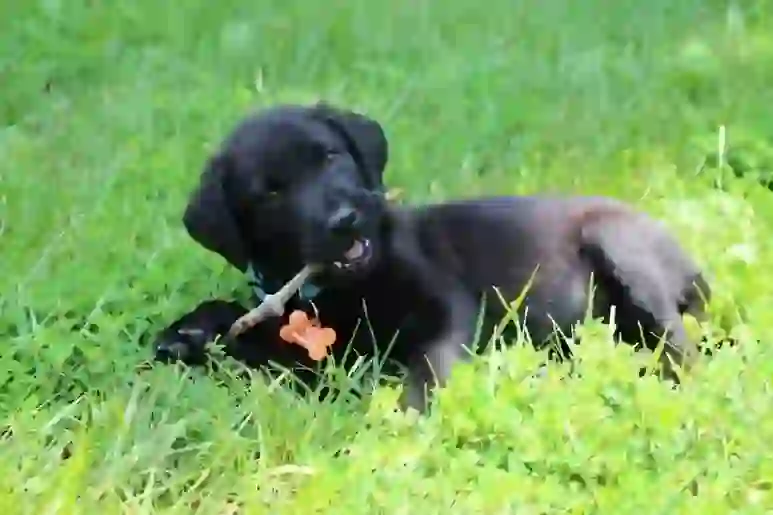 Labrador Retriever