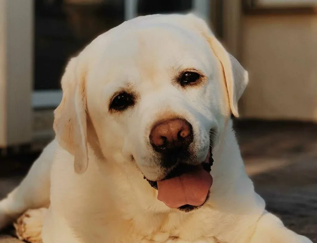 Labrador Retriever