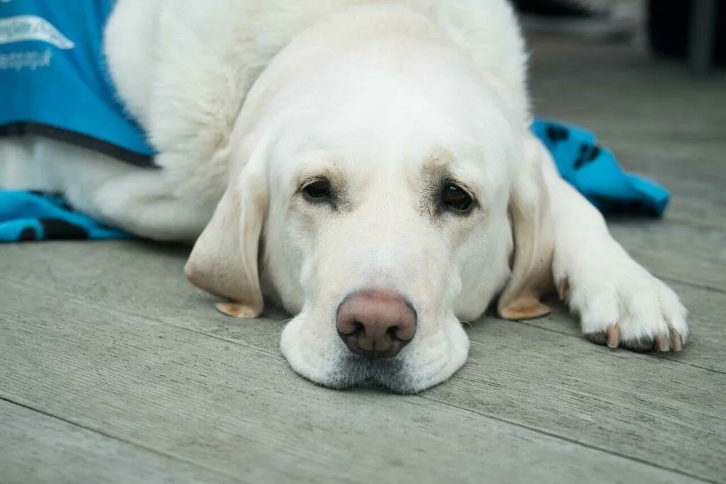 Labrador Retriever