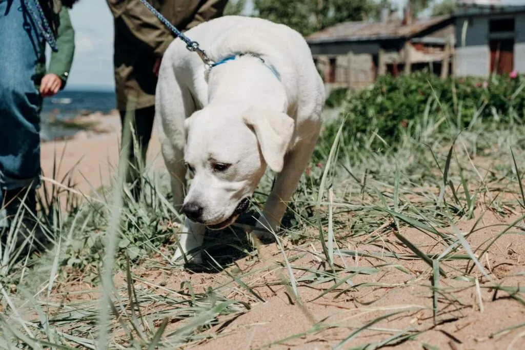 Labrador Retriever