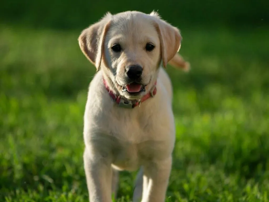 Labrador Retriever