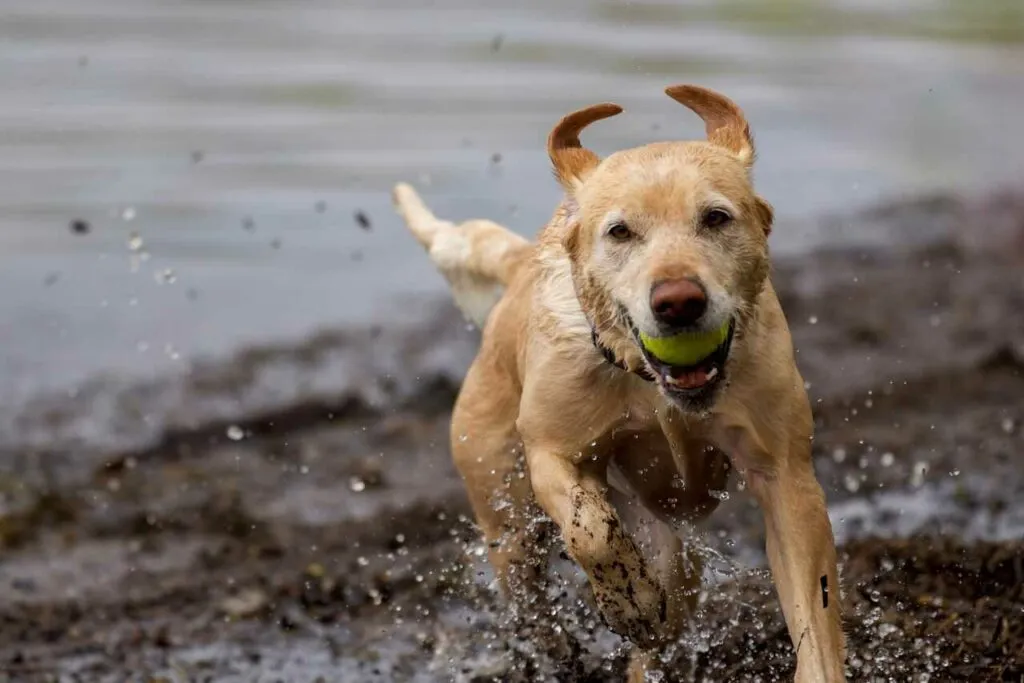 Labrador Retriever