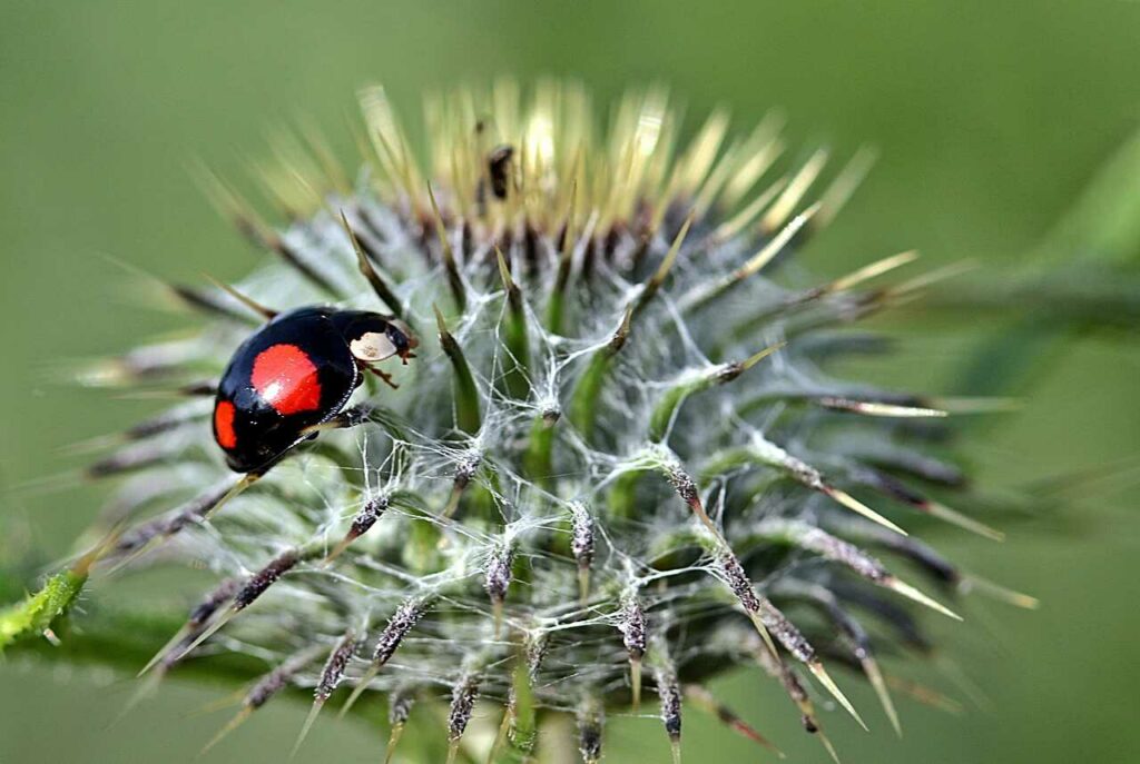 Ladybug