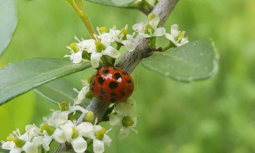 Ladybug