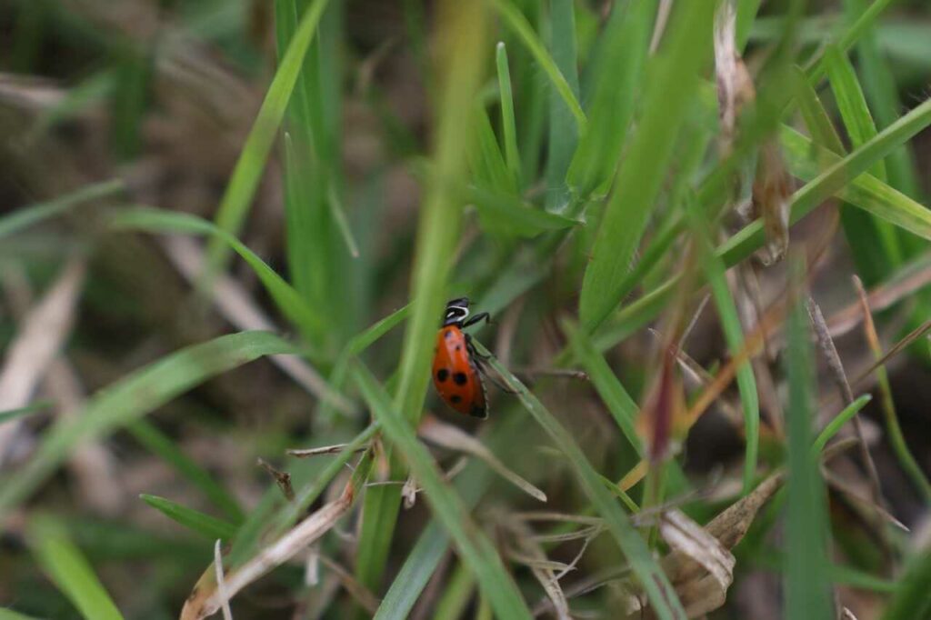 Ladybug