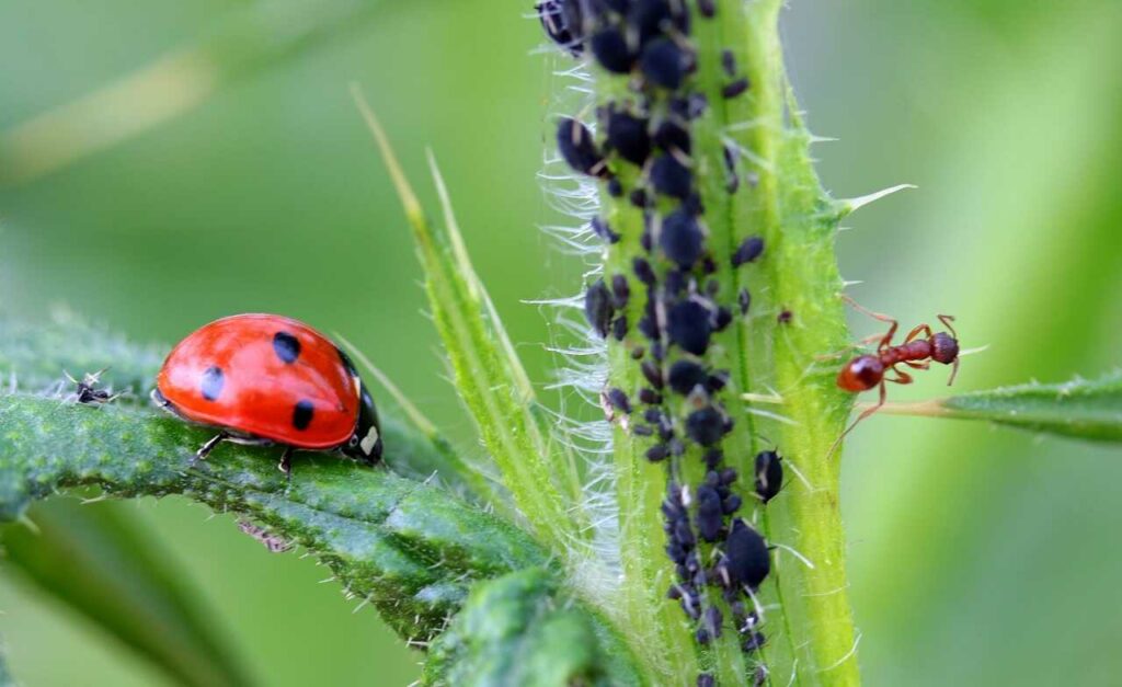 Ladybug