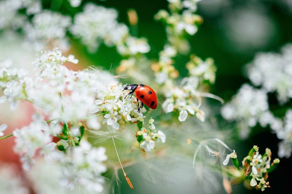 Ladybug