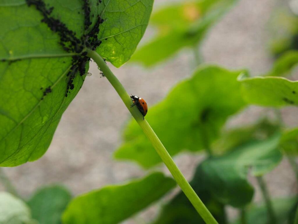 Ladybug