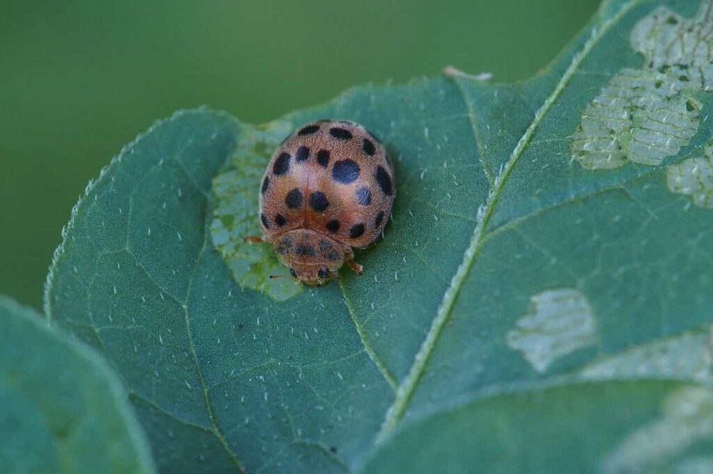 Ladybug