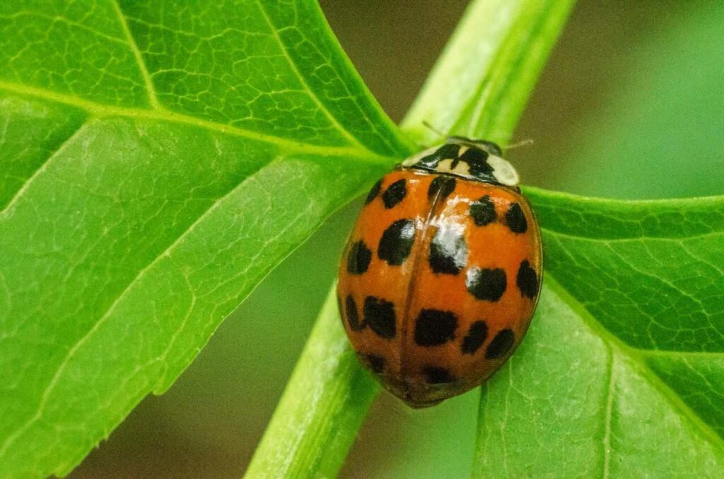 Ladybug