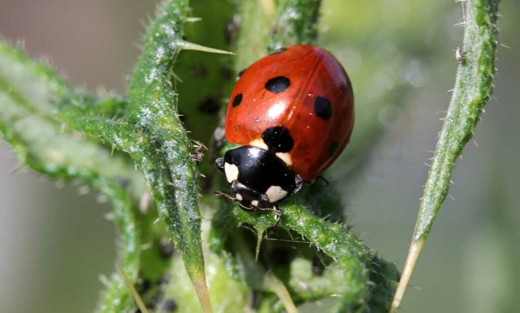 Ladybug