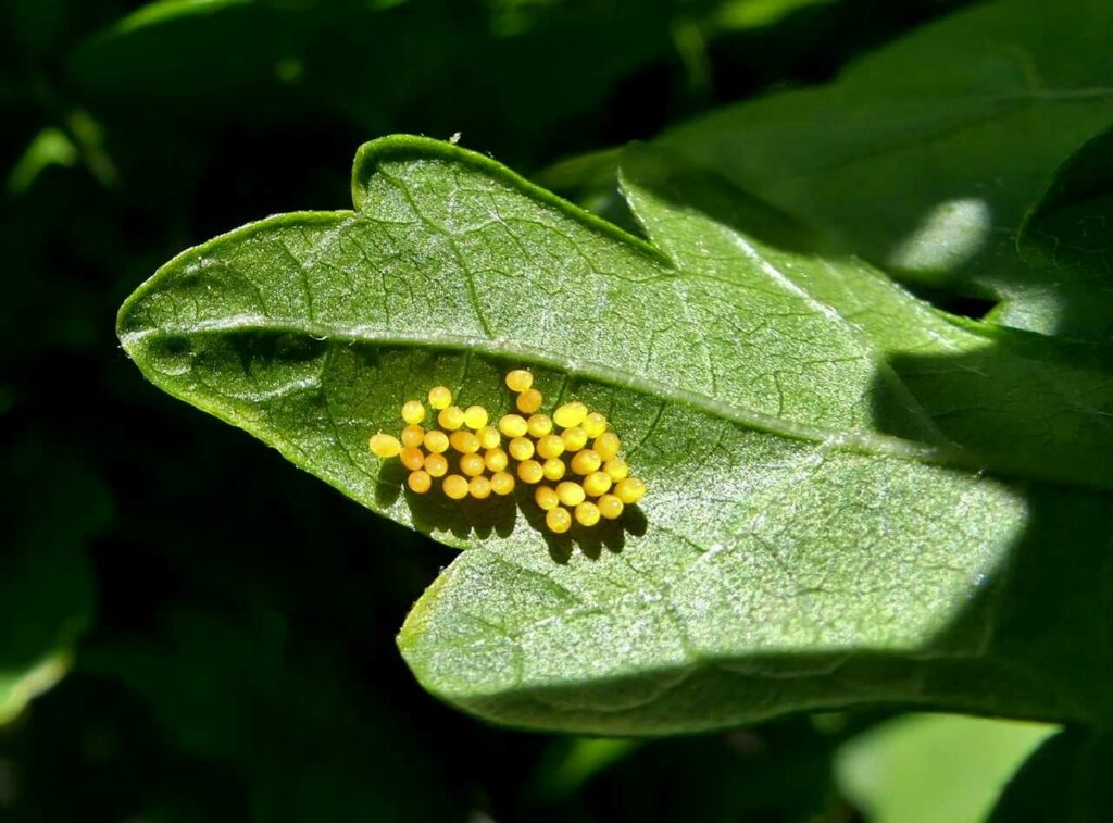 Ladybug