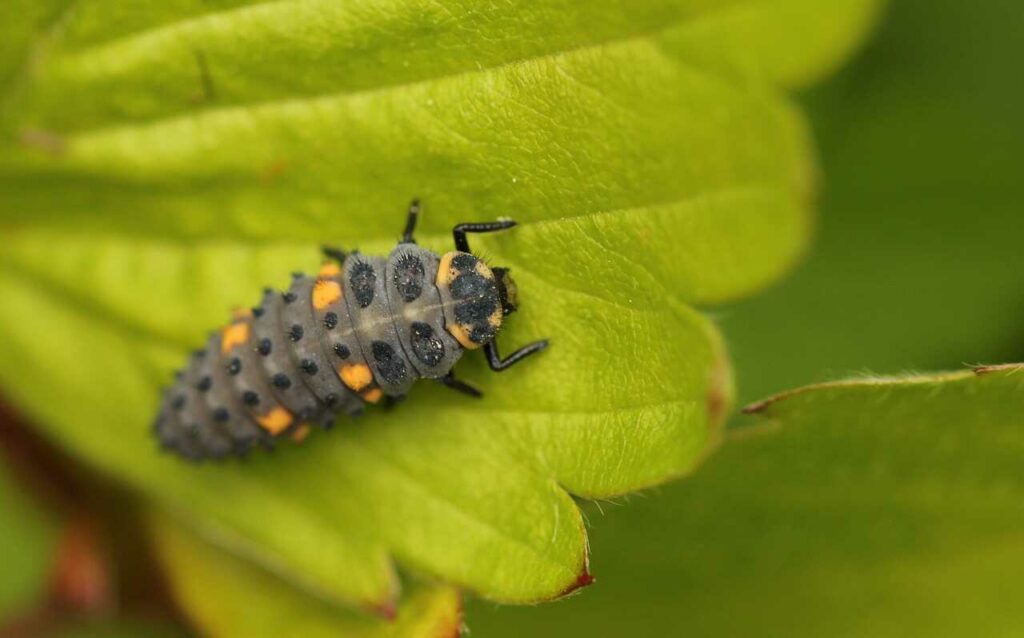 Ladybug