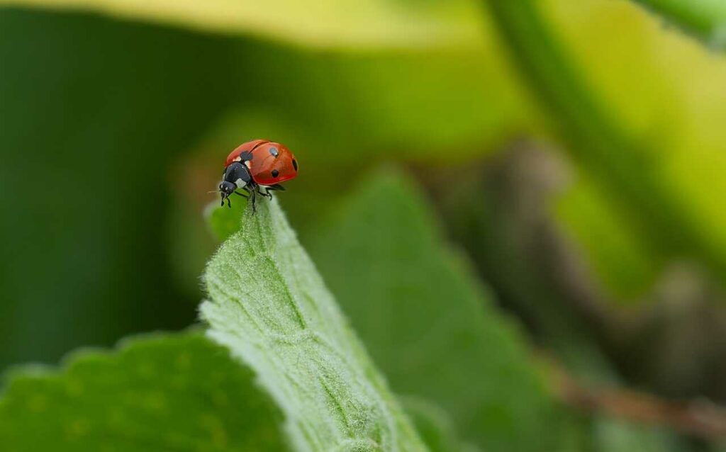 Ladybug