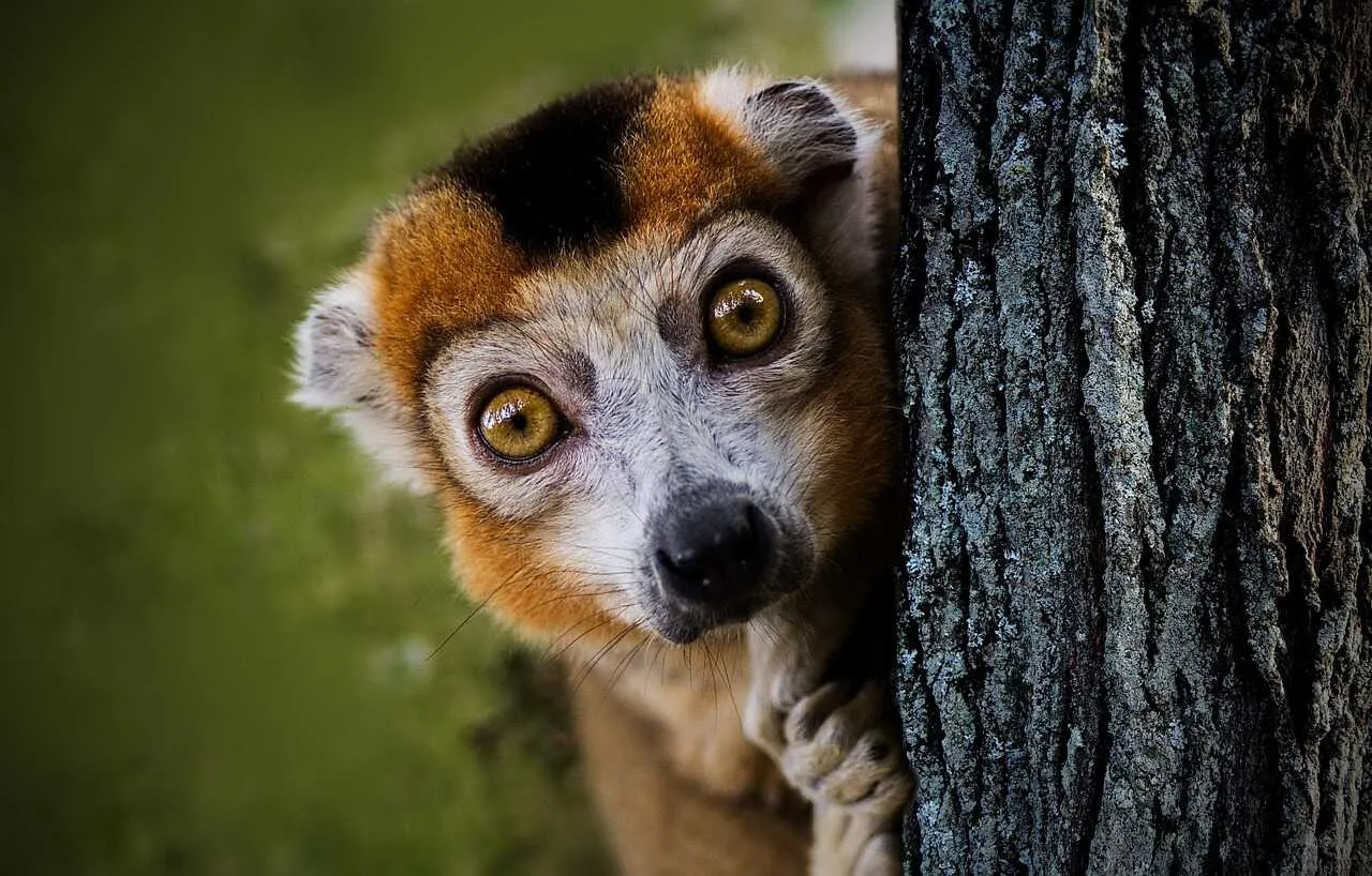 Lemur