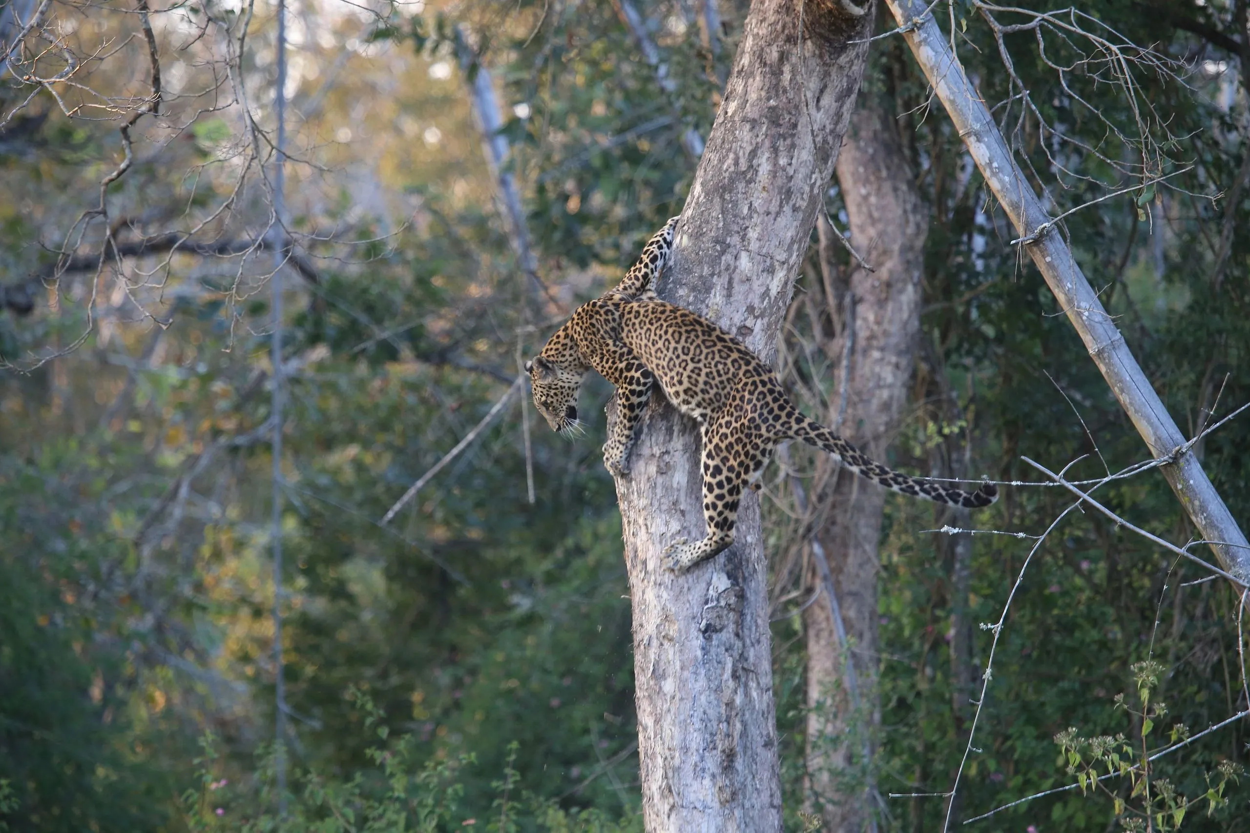 Indian Leopard