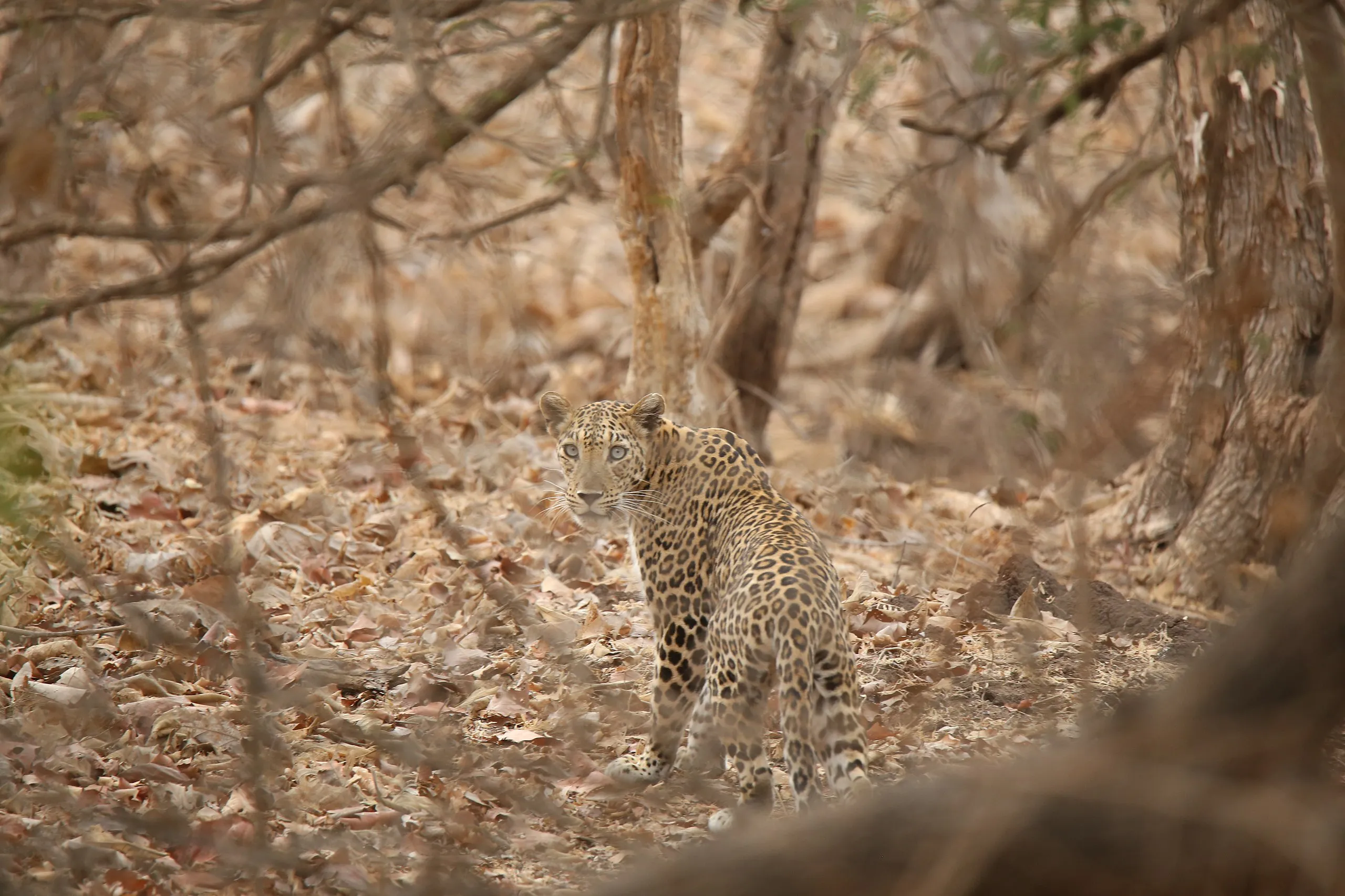 インドヒョウ