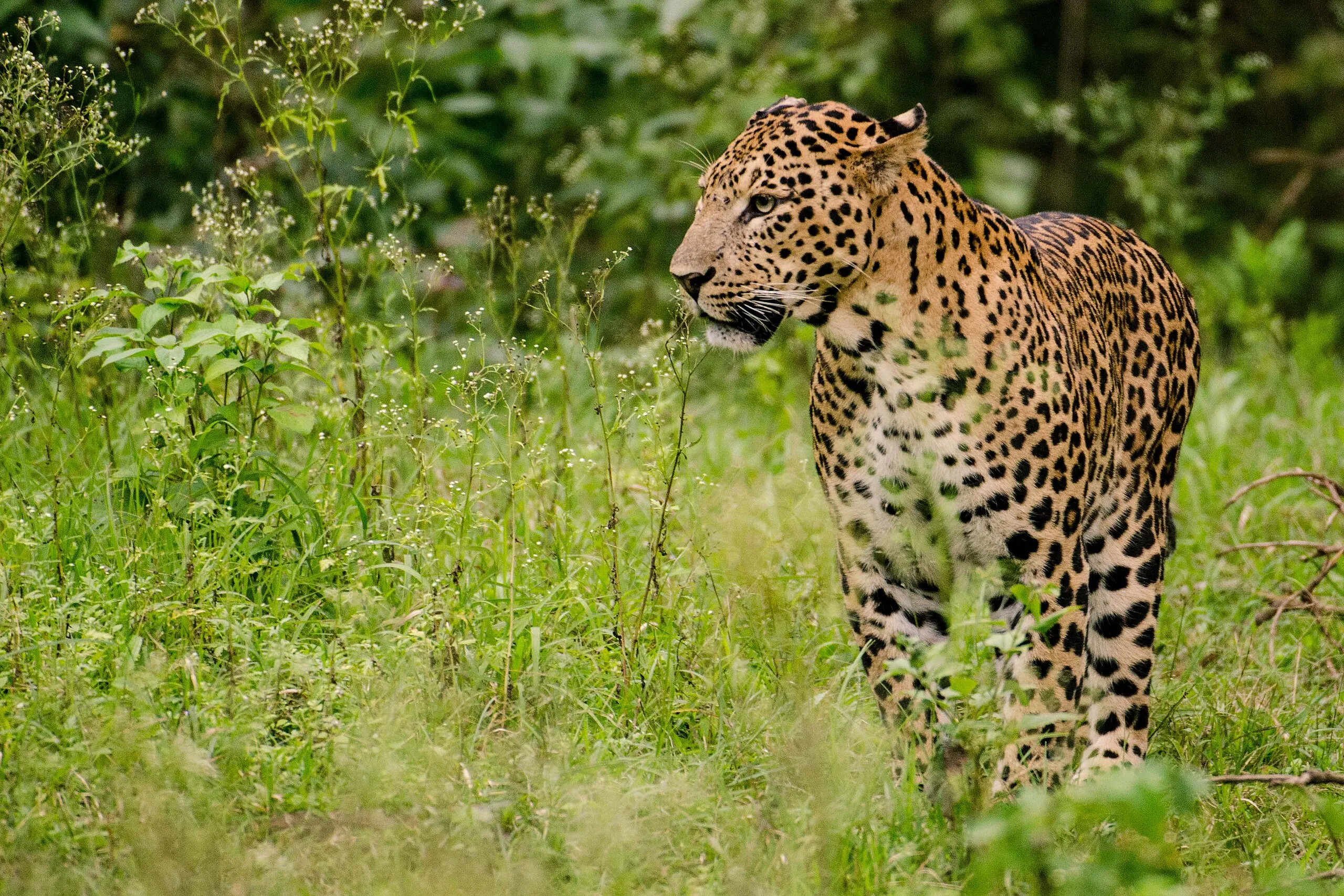 インドヒョウ