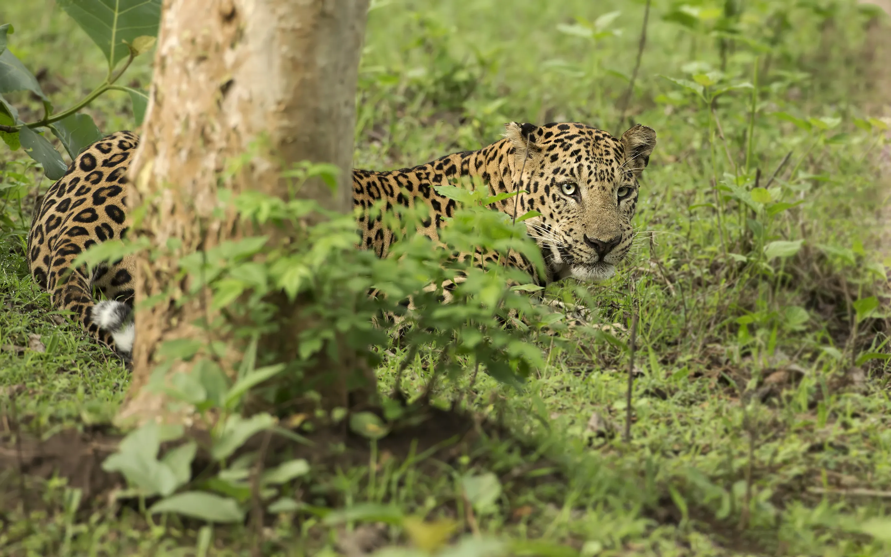 インドヒョウ