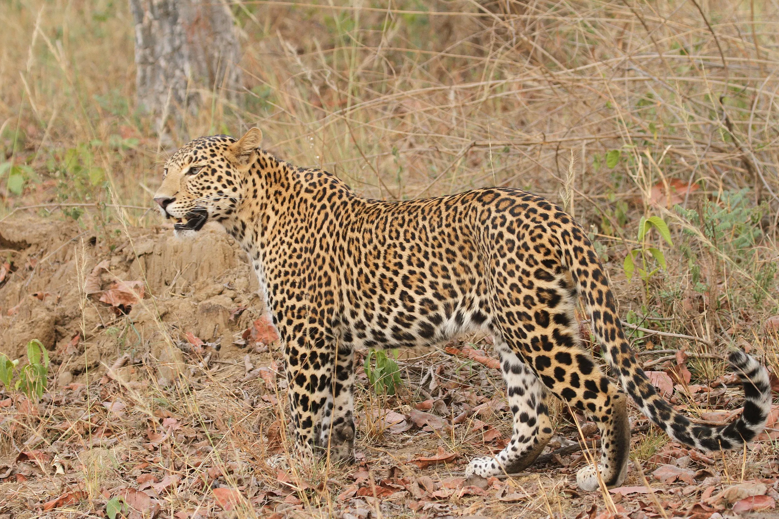 Indian Leopard